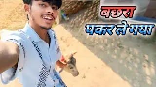 Keshe Bachra Pakar Ke Le Chala Gya.