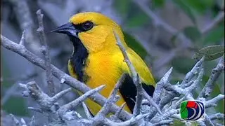 Southamerica Birdlife, the tropic splendour thru exotic birds