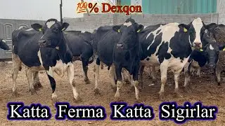 💯%DEXQON. TOZZA QONLIK GERMANYADAN KELGAN SIGIRLAR SOTILADI. Dastafka kelishiladi.