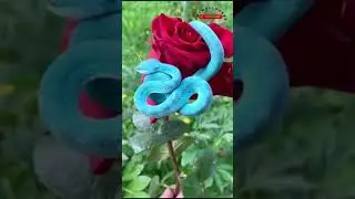 Blue Viper Baby Snake found on the Red Rose #shorts #shortvideos #wild #animals