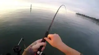 Morning king on a mooching reel