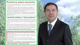 Olivo, potature post-raccolta: considerazioni