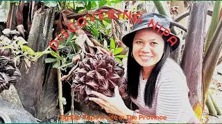 Nipa fruits... My New Discovery