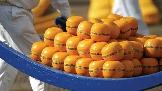 The Cheese Carriers, Historical City of  Alkmaar, The Netherlands.