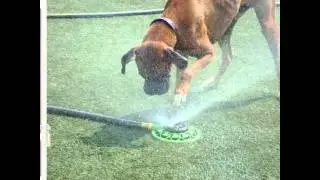 See Spot Run Intro