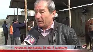 POTCOVARI DIN SUEDIA, &Icirc;N VIZITĂ LA RASOVA