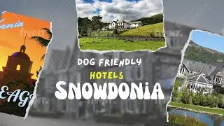 Discover the Top 10 Dog-Friendly Hotels in Snowdonia for Your Next Adventure