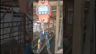 cempe awasi bobot 9.92 kg usia 1.5 bulan #peternakan #shorts #irfankamilfarm #domba #jumbo