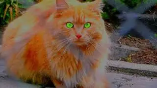 17 Warrior Cat Names to use!