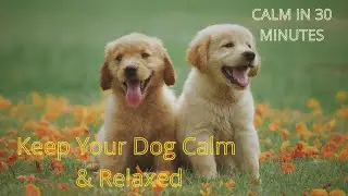 Calming Music for Dogs During Fireworks & Thunderstorms ⛈️ Anti Anxiety Music to Relax Scared Dogs