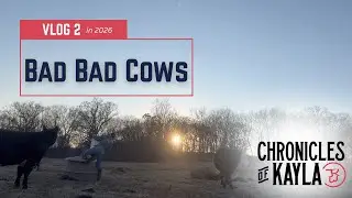 Bad Bad Cows!! They Escaped paddocks | Feeding. Chatting. Giving Mineral  { Farm Life Vlog }