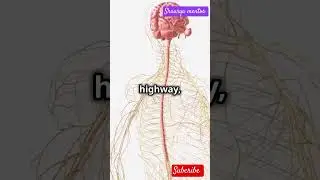 Neural control in body movement #neuroscience#facts #neet2024 #body #movement #locomotion#aiims #bio
