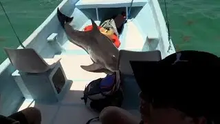 Un visiteur inattendu saute dans un bateau | Un dauphin a besoin d'aide pour retrouver sa famille