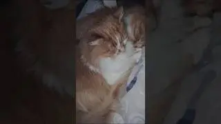 По₽ажает, как этому Oмeну всё сходит с его белоб₽ысых ручек