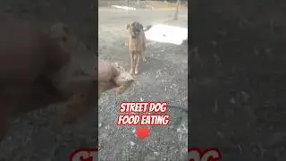 ❤️ Feeding Street Dogs Help Stray Dogs#shorts#dogshorts  #streetdog