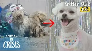 Оборванная собака все еще ждет своего скончавшегося опекуна l Animal in Crisis Ep 397