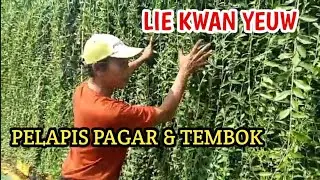Lee Kwan yeew tanaman hias pelapis tembok #yermoniaelliptica #tanamanhias .