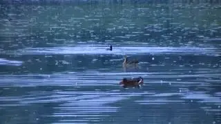Folaga impazzita (Fulica atra)
