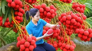 Harvesting 1000 + Kg Lychee Vaithieu Fruit To Sell At Market | Tieu Ca- Free Bushcraft