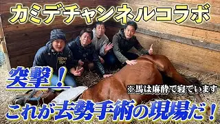 【カミデチャンネルコラボ①】競走馬の去勢手術を現地リポート！節約大全の3人も手伝わせていただきました【節約大全】vol.927