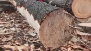 Laverty Log Homes Explains Ecological Wood Harvesting