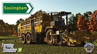 СБОР 30 АКР САХАРНОЙ СВЕКЛЫ! - 🇬🇧 Сакслингем 🇬🇧 - Эпизод 9 - Farming Simulator 25