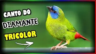 CANTO DO DIAMANTE TRICOLOR - OTIMA QUALIDADE PARA ENCARTE E TREINAMENTO!