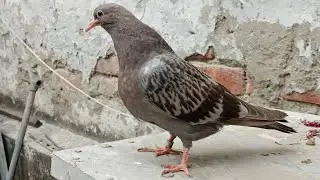 Dhanne Wala Pila Kabootar @AkashDhoundiyal-u1b 