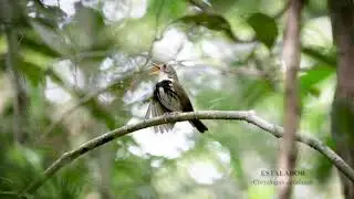 Estalador (Corythopis delalandi)