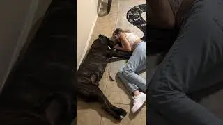 LITTLE DOG PLAYS W HIS HUMAN MOM… 😅😂 #canecorso #trending #funnydogs #shorts