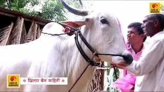 खिलार बैल कसा असावा ✓ माहिती व मार्गदर्शन | khilar maharashtrachi Shaan | Desi Bull Information