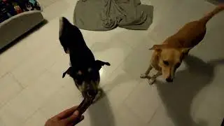 Doggies Try Zeal Waggy Treats