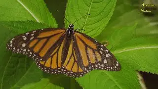 Papillon Monarque Le Migrateur - Butterfly Monarch The Migrator/ Aventure Nature