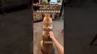 Dog Turns Back on Owner 🐶😤 Even Chicken Leg Can&rsquo;t Fix It! 🍗