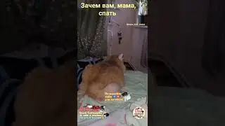 Зачем вам, мама, спать? Why do you need to sleep, mom?