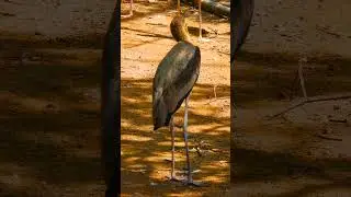 Close Encounter with a Tricolored Heron! BirdsOfNorthAmerica  #BirdsOfFlorida #BirdsOfTheEverglades