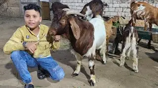 وصول صفقة ماعز بور استيراد وفرنساوي أصلي وماعز والده وجديان الي مزرعة المعلم احمد سلالات عالية