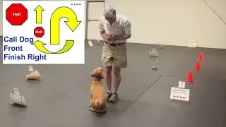 🐩Toki Titled in Advance Level at AKC Rally Obedience Trial!