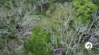 Maya biosphere reserve-A true example of thriving forest conservation