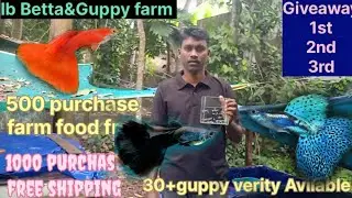 30 வகை கப்பி மீன் விற்பனை/giveaway /lb Betta&Guppy farm
