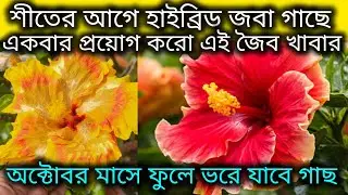 সেপ্টেম্বর মাসে হাইব্রিড জবা গাছের গুরুত্বপূর্ণ পরিচর্যা/Hybrid hibiscus care in September month.