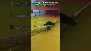 Ranking FUNNIEST Cat and Dog Chaos Moments P.7 || #shorts #ranking #rankingshort  #funnyshorts