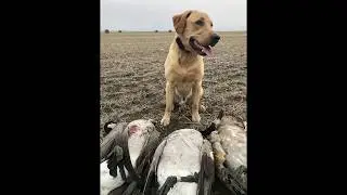Gander the Dog: Banded Goose Retrieve