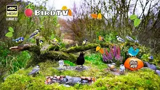 Cat tv 😻 Rainy Autumn on feeder 🐦  4K HDR  🐶 PET tv