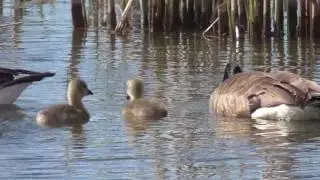Immature Birds, a Brown Thrasher, Red-bellied Woodpecker and goslings . . .