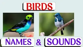 Birds Names and Sounds || Learning Birds || For children || In English