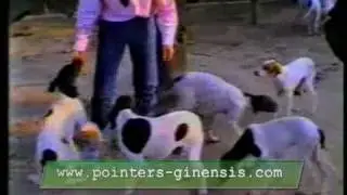 POINTERS DEL VENTO - GIORGIO GUBERTI 1