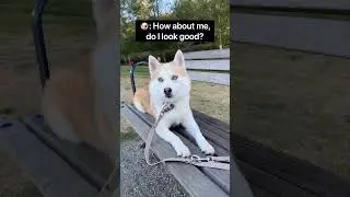 Adjustable Dog Leash?! 😲 | WOOFELITE Hands-Free Waterproof Dog Leash #shorts
