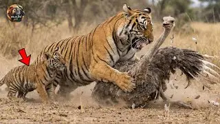 When a Tiger Cub Is Hunted by an Ostrich &mdash; A Powerful Wildlife Survival Story