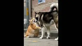 Fat Orange Cat vs Husky 💢 | The Fight You Didn&rsquo;t See Coming! #cat #funny #cute #animals